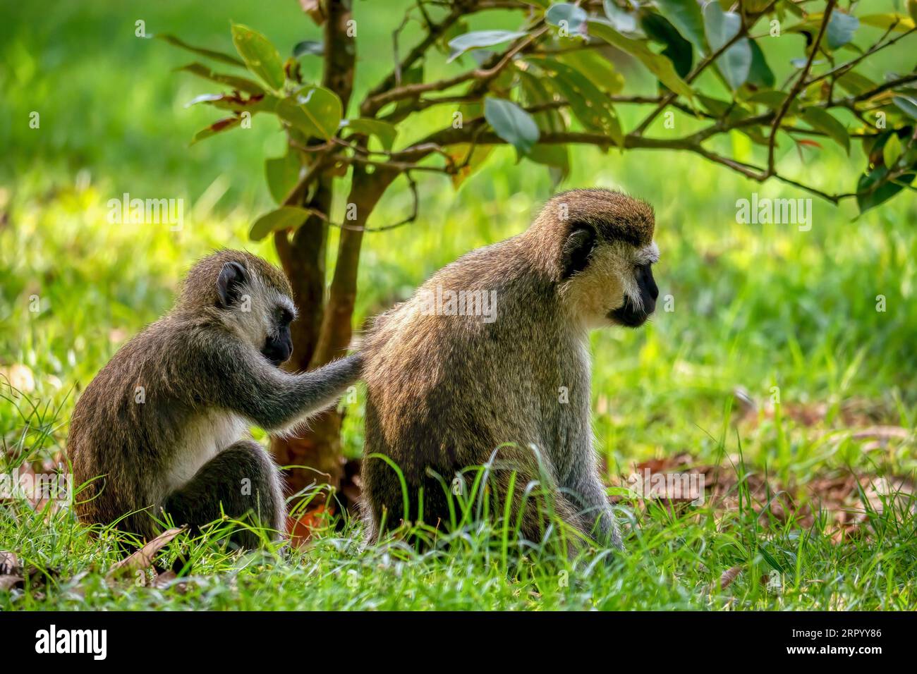 Ein junger Vervet-Affe (Chlorocebus pygerythrus) züchtet einen älteren in den Natl Botanical Gardens von Uganda, lokal bekannt als Entebbe Botanic Gardens. Stockfoto