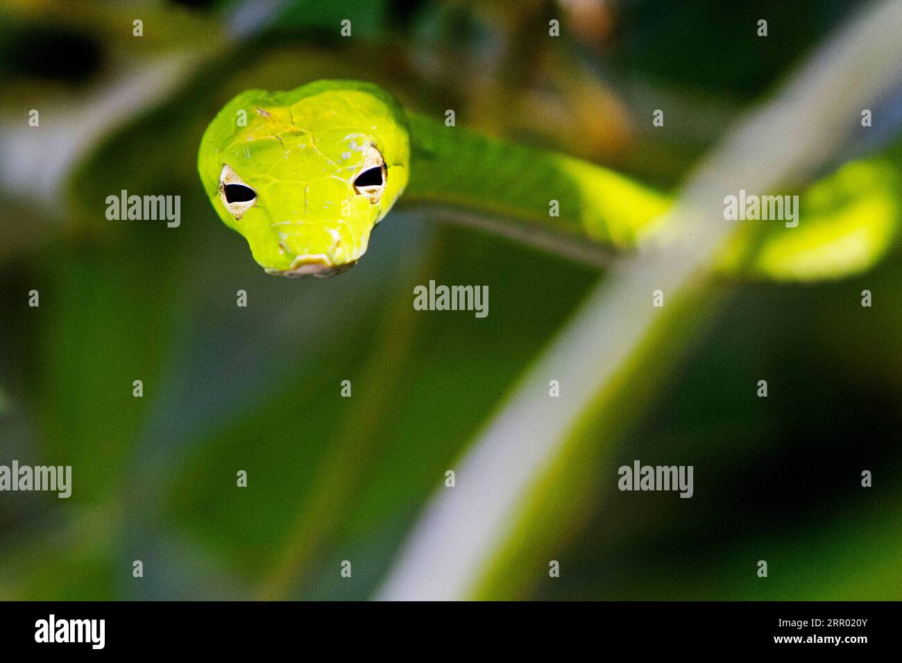 200723 -- SINGAPUR, 23. Juli 2020 Xinhua -- eine orientalische Peitschenschlange gleitet im Busch im Windsor Nature Park in Singapur, am 23. Juli 2020. Foto von dann Chih Wey/Xinhua SINGAPUR-UMWELT-SCHLANGE PUBLICATIONxNOTxINxCHN Stockfoto