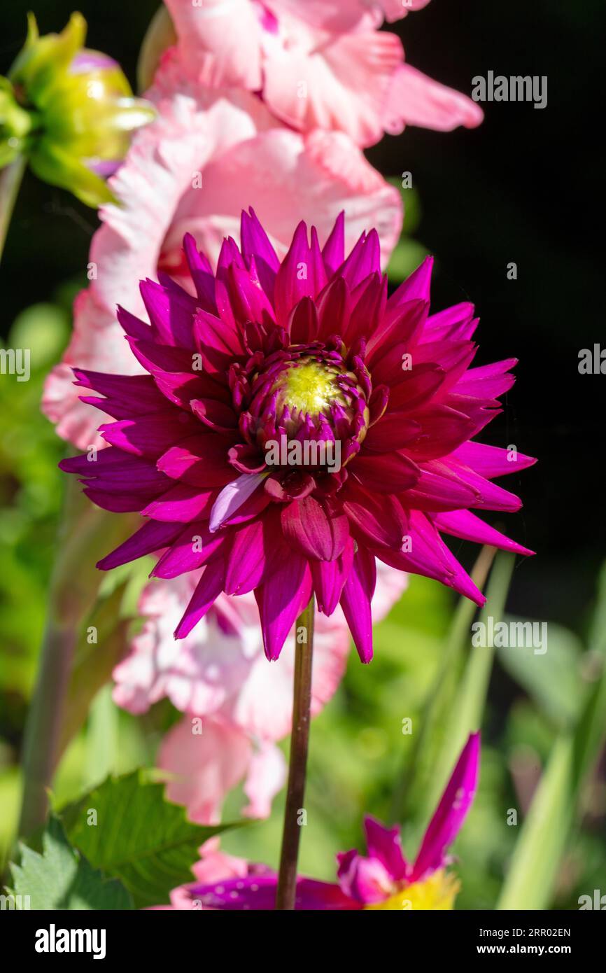 „Ambition“ Kaktusdahlia (Dahlia x hortensis) Stockfoto