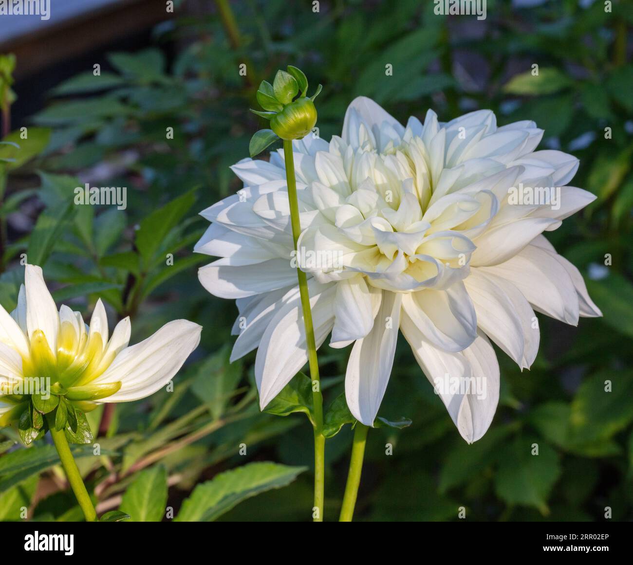 'White Perfection' formell Decorative Dahlia, Dekorativdahlia (Dahlia x Hortensis) Stockfoto