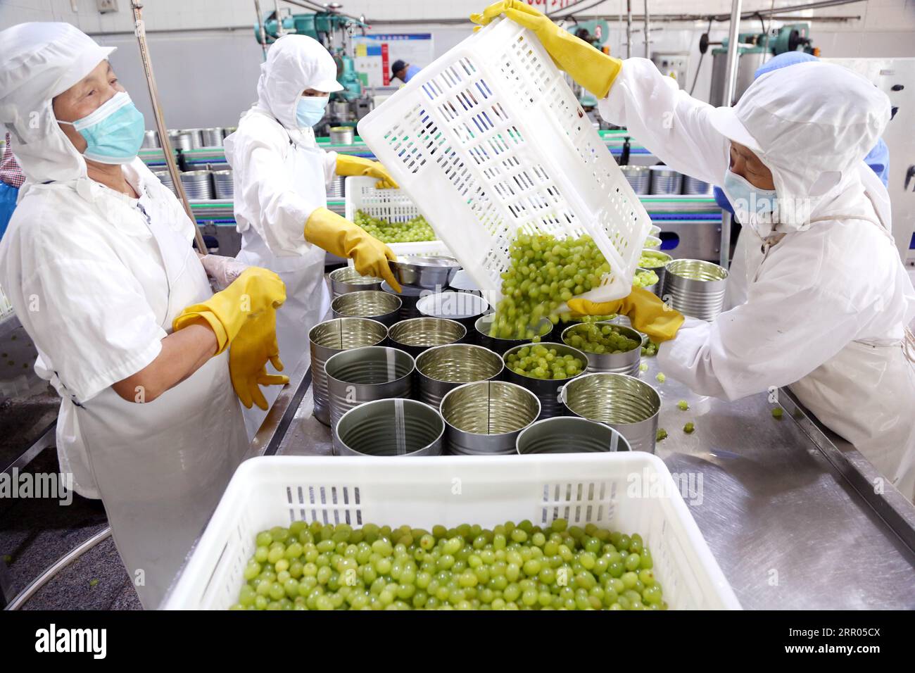 LIANYUNGANG, CHINA - 6. SEPTEMBER 2023 - Arbeiter produzieren Konserventrauben in einem Lebensmittelverarbeitungsunternehmen in der Chaoyang Street, Stadt Lianyungang, East Chin Stockfoto