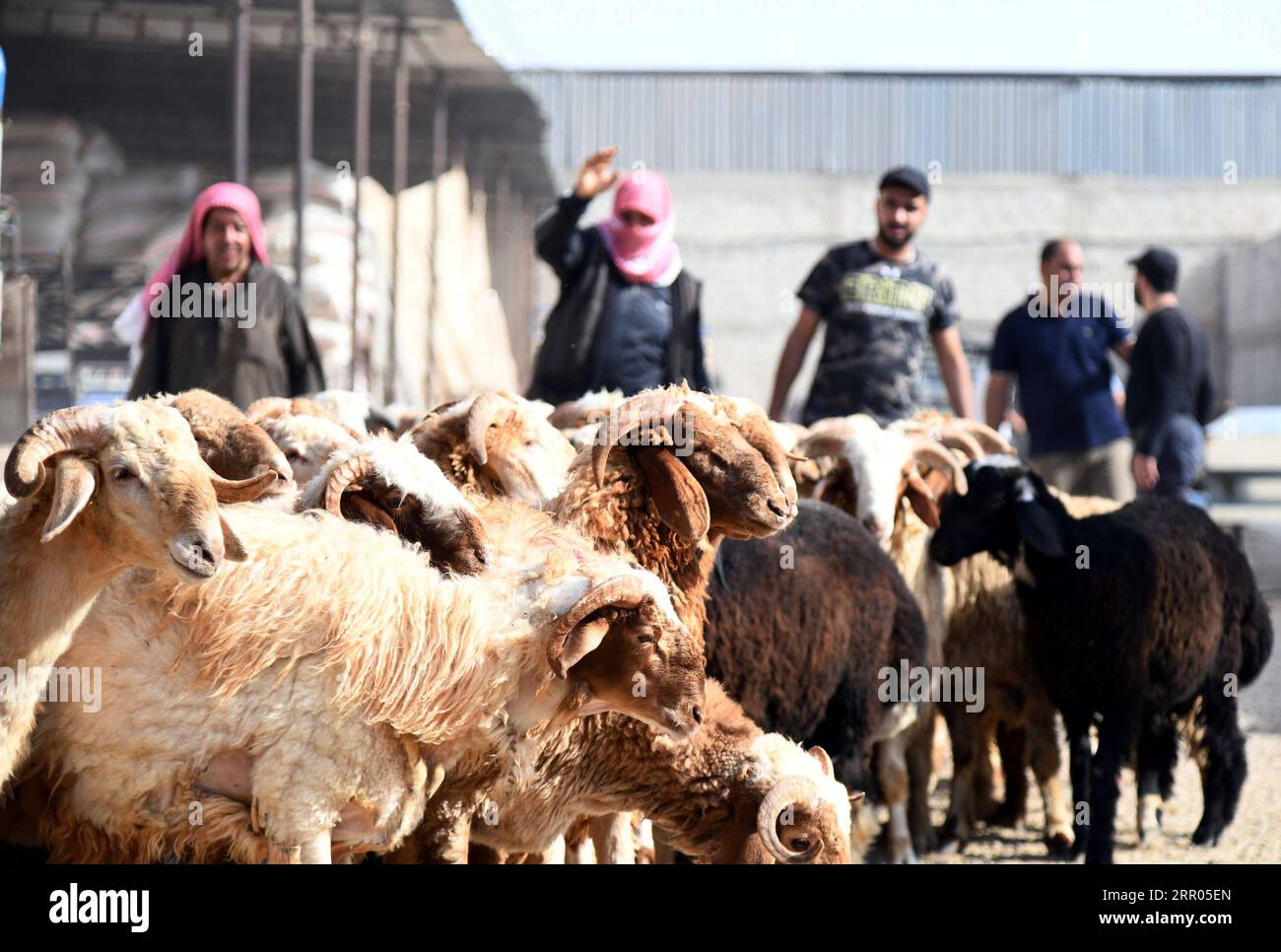 200729 -- SYRIEN, 29. Juli 2020 -- Schafe werden auf einem Viehmarkt in Damaskus, der Hauptstadt Syriens, am 29. Juli 2020 gesehen. Das syrische Volk ist damit beschäftigt, Vorbereitungen für das bevorstehende Eid al-Adha oder das Opferfest zu treffen. Foto von /Xinhua SYRIA-DAMASCUS-LIVESTOCK-EID AL ADHA AmmarxSafarjalani PUBLICATIONxNOTxINxCHN Stockfoto