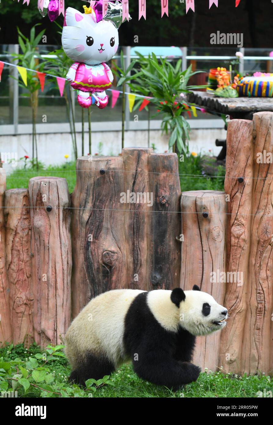 200730 -- CHANGCHUN, 30. Juli 2020 -- der Riesenpanda Chu Xin hat Spaß während der Geburtstagsfeier in der Pandahalle des Sibirischen Tigerparks in Changchun, nordöstliche chinesische Provinz Jilin, 30. Juli 2020. Am Donnerstag fand eine Geburtstagsparty statt, um den vierten Geburtstag von Riesen-Pandas Chu Xin und Mu Yun zu feiern. CHINA-JILIN-RIESEN-PANDAS-GEBURTSTAG CN LINXHONG PUBLICATIONXNOTXINXCHN Stockfoto