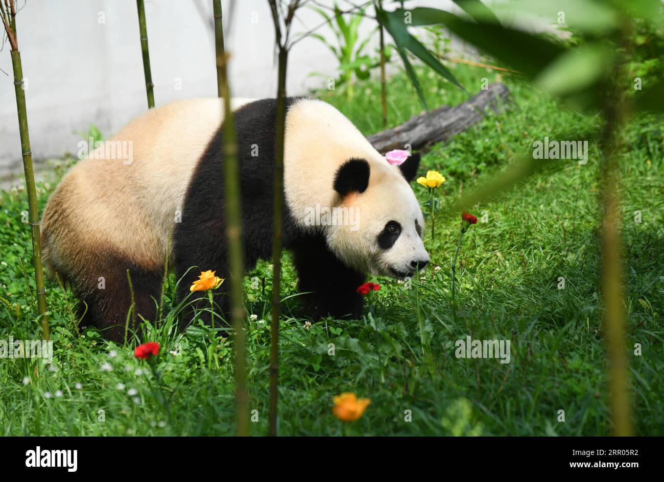 200730 -- CHANGCHUN, 30. Juli 2020 -- der Riesenpanda Chu Xin wird während der Geburtstagsfeier in der Pandahalle des Sibirischen Tigerparks in Changchun, Provinz Jilin im Nordosten Chinas, am 30. Juli 2020 gesehen. Am Donnerstag fand eine Geburtstagsparty statt, um den vierten Geburtstag von Riesen-Pandas Chu Xin und Mu Yun zu feiern. CHINA-JILIN-RIESEN-PANDAS-GEBURTSTAG CN LINXHONG PUBLICATIONXNOTXINXCHN Stockfoto
