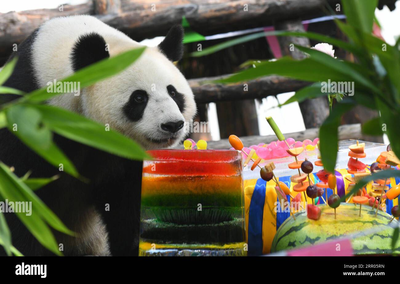 200730 -- CHANGCHUN, 30. Juli 2020 -- Giant Panda Mu Yun bereitet sich darauf vor, das Geburtstagsgeschenk in der Pandahalle des Sibirischen Tigerparks in Changchun, Provinz Jilin im Nordosten Chinas, am 30. Juli 2020 zu genießen. Am Donnerstag fand eine Geburtstagsparty statt, um den vierten Geburtstag von Riesen-Pandas Chu Xin und Mu Yun zu feiern. CHINA-JILIN-RIESEN-PANDAS-GEBURTSTAG CN LINXHONG PUBLICATIONXNOTXINXCHN Stockfoto