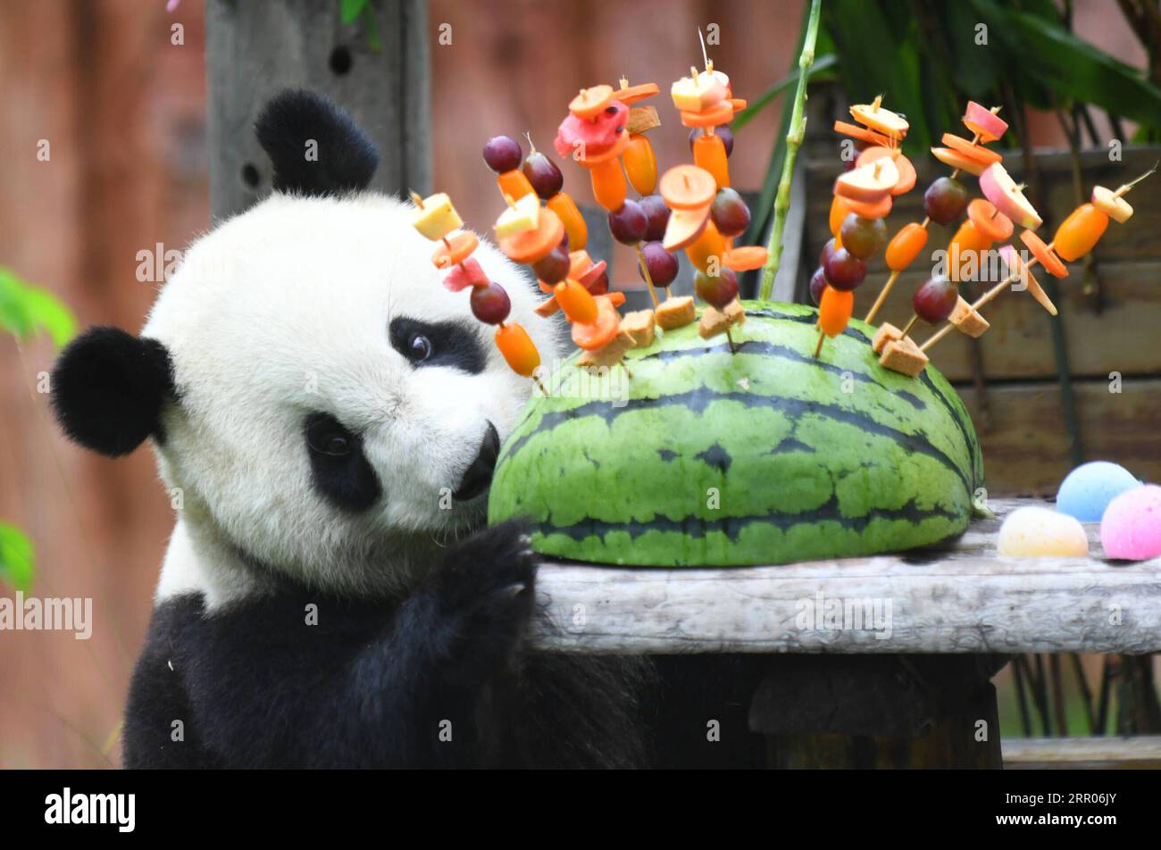 200731 -- PEKING, 31. Juli 2020 -- Giant Panda Chu Xin genießt das Geburtstagsessen in der Pandahalle des Sibirischen Tigerparks in Changchun, nordöstliche chinesische Provinz Jilin, 30. Juli 2020. Am Donnerstag fand eine Geburtstagsparty statt, um den vierten Geburtstag von Riesen-Pandas Chu Xin und Mu Yun zu feiern. XINHUA FOTOS DES TAGES LinxHong PUBLICATIONxNOTxINxCHN Stockfoto