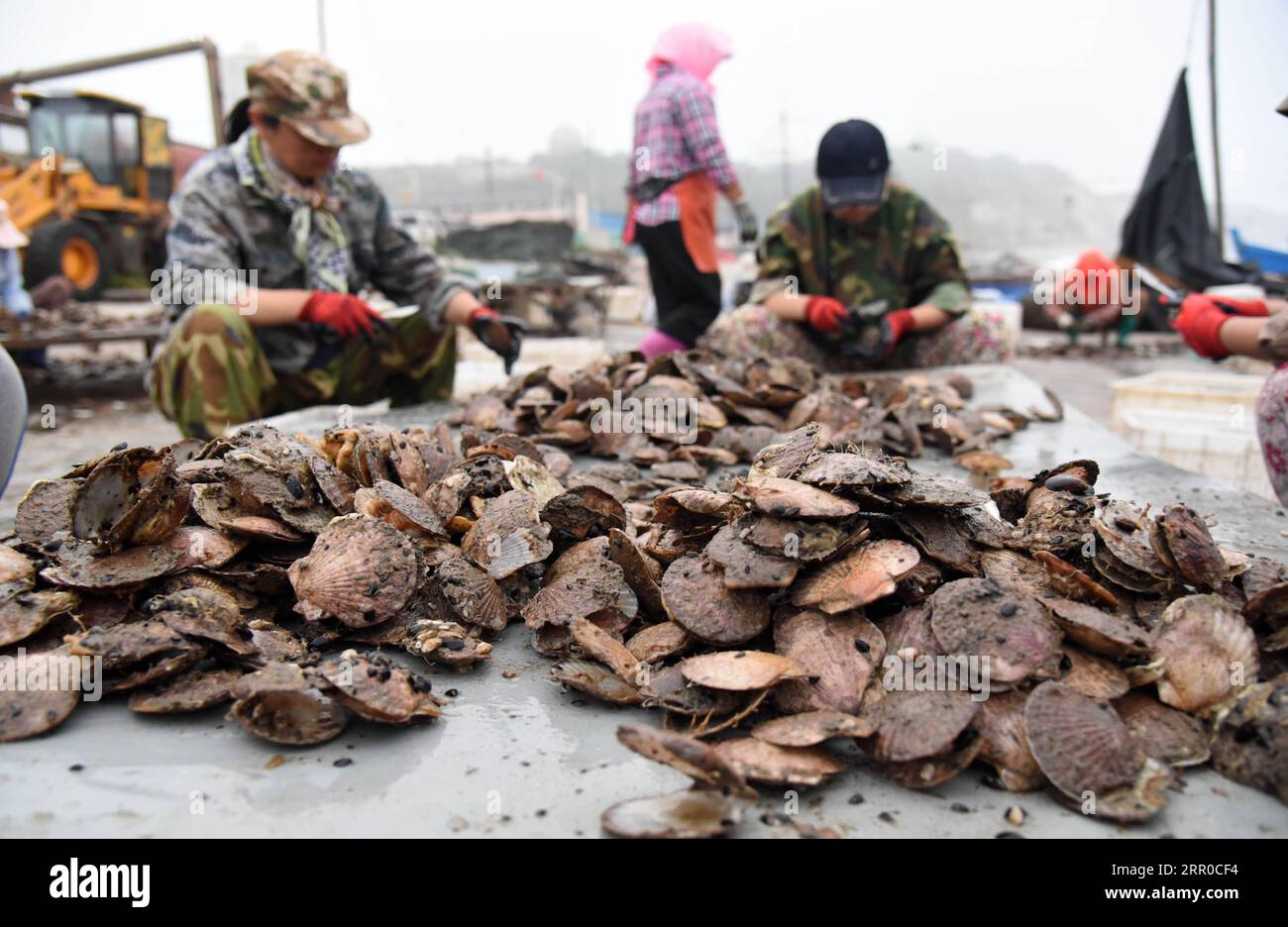 200809 -- YANTAI, 9. August 2020 -- Fischer Jakobsmuscheln auf der Nanhuangcheng-Insel Yantai, ostchinesische Provinz Shandong, 9. August 2020. In den letzten Jahren ist es den Aquafarms um Nanhuangcheng Island gelungen, die Meereswirtschaft zu entwickeln, ohne die ökologischen Vorschriften zu gefährden. Der Gesamtwert der Fischerei- und Aquakulturproduktion der Insel erreichte 2019 88 Millionen Yuan 12,63 Millionen US-Dollar. CHINA-SHANDONG-YANTAI-AQUAFARM-MARINE ÖKOLOGIE CN WANGXKAI PUBLICATIONXNOTXINXCHN Stockfoto