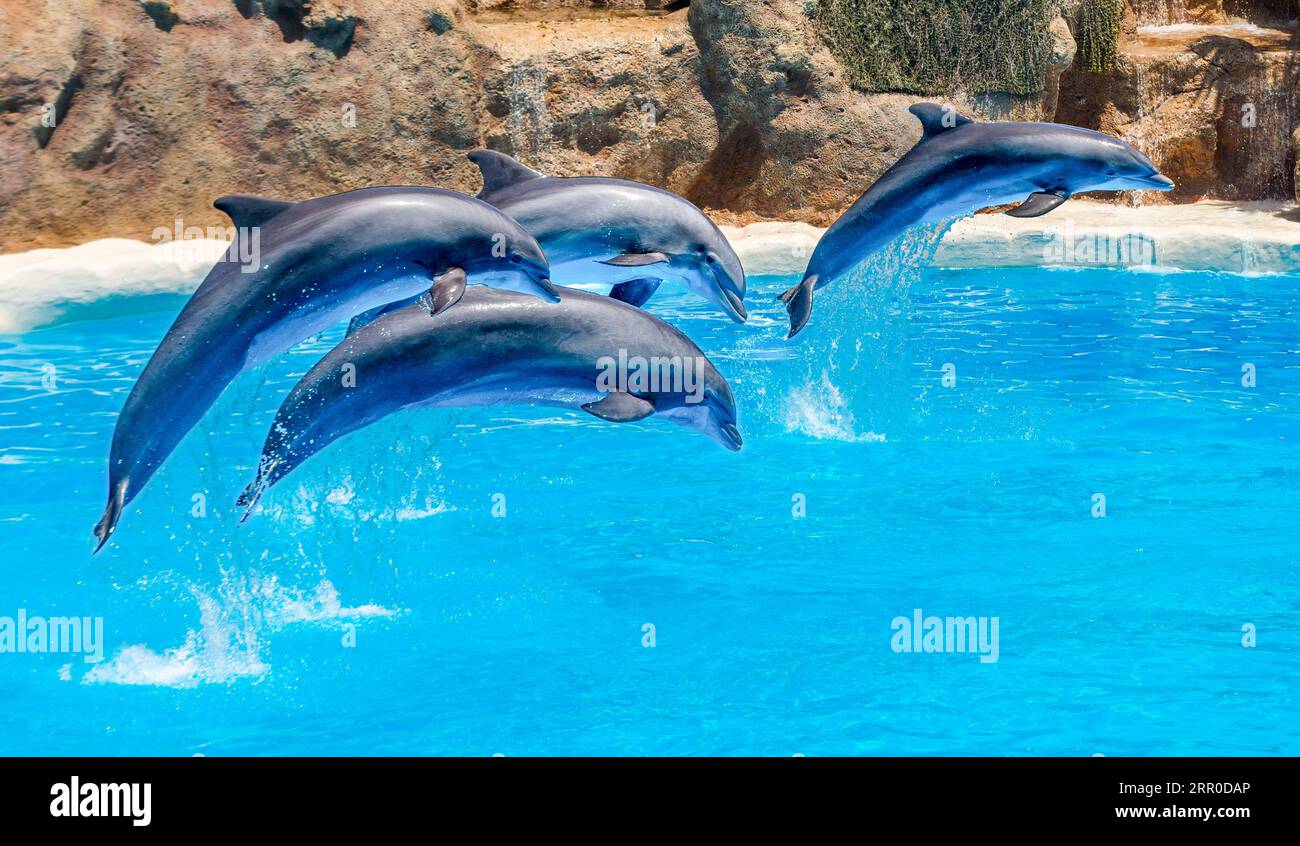 Wunderschöne Delfine schwimmen. Delfinspringen über blauem Wasser Stockfoto