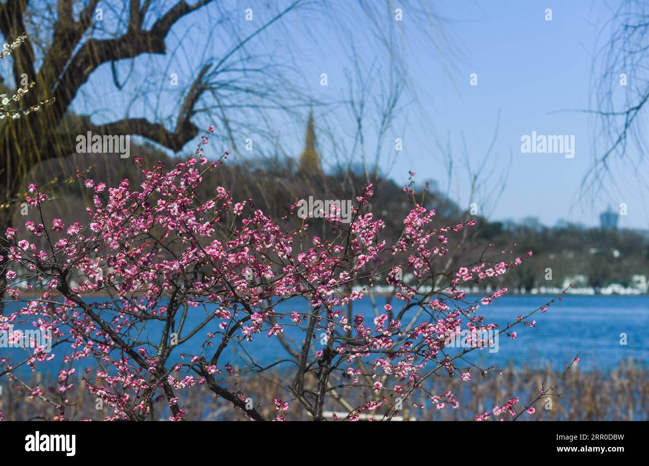 200810 -- HANGZHOU, 10. Aug. 2020 -- Foto vom 17. Februar 2020 zeigt Pflaumenblüten in einem Park des malerischen West Lake in Hangzhou, der ostchinesischen Provinz Zhejiang. Die Kulturlandschaft des West Lake in Hangzhou, umrahmt von wolkenbedeckten Hügeln auf drei Seiten und aufgeteilt in mehrere Teile durch malerische Dämme, präsentiert eine zarte Landschaft mit sich überlappenden Gipfeln und verstreuten Tempeln, Pagoden, Pavillons, Gärten, Zierbäumen, und künstliche Inseln, die der Stadt Hangzhou Schönheit verleihen. Es wurde vom Weltkulturerbe-Komitee in die UNESCO-Liste des Weltkulturerbes aufgenommen Stockfoto