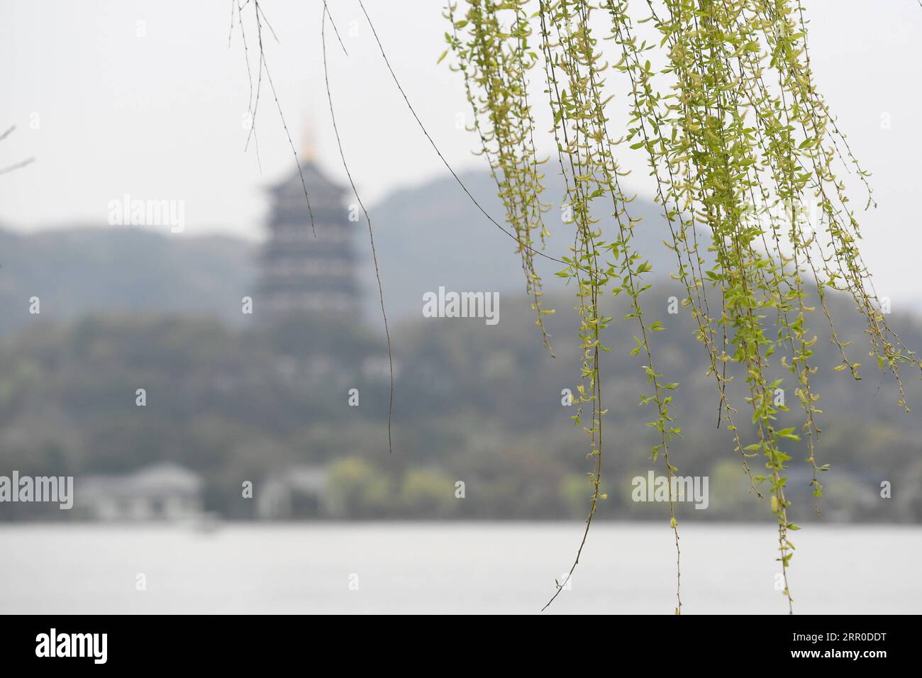 200810 -- HANGZHOU, 10. August 2020 -- Foto aufgenommen am 12. März 2020 zeigt Weidenzweige am Westsee in Hangzhou, der ostchinesischen Provinz Zhejiang. Die Kulturlandschaft des West Lake in Hangzhou, umrahmt von wolkenbedeckten Hügeln auf drei Seiten und aufgeteilt in mehrere Teile durch malerische Dämme, präsentiert eine zarte Landschaft mit sich überlappenden Gipfeln und verstreuten Tempeln, Pagoden, Pavillons, Gärten, Zierbäumen, und künstliche Inseln, die der Stadt Hangzhou Schönheit verleihen. Es wurde vom Weltkulturerbe-Komitee in die UNESCO-Liste des Weltkulturerbes als Kulturgut aufgenommen Stockfoto