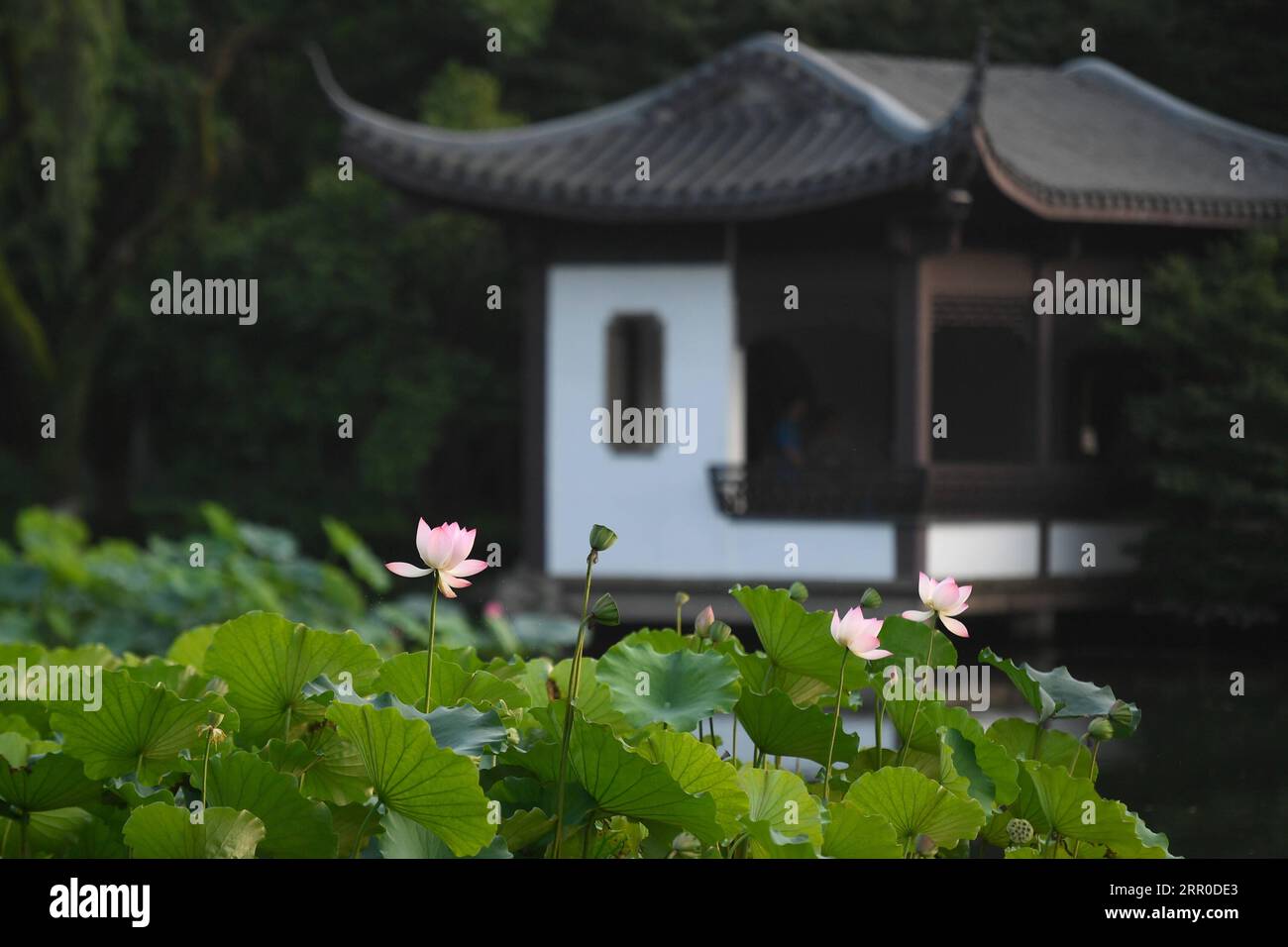 200810 -- HANGZHOU, 10. August 2020 -- Foto aufgenommen am 30. Juni 2020 zeigt die Lotusblüten im malerischen Gebiet des Westsees in Hangzhou, der ostchinesischen Provinz Zhejiang. Die Kulturlandschaft des West Lake in Hangzhou, umrahmt von wolkenbedeckten Hügeln auf drei Seiten und aufgeteilt in mehrere Teile durch malerische Dämme, präsentiert eine zarte Landschaft mit sich überlappenden Gipfeln und verstreuten Tempeln, Pagoden, Pavillons, Gärten, Zierbäumen, und künstliche Inseln, die der Stadt Hangzhou Schönheit verleihen. Es wurde vom Weltkulturerbe-Komitee in die UNESCO-Welterbeliste als Kulturerbe aufgenommen Stockfoto