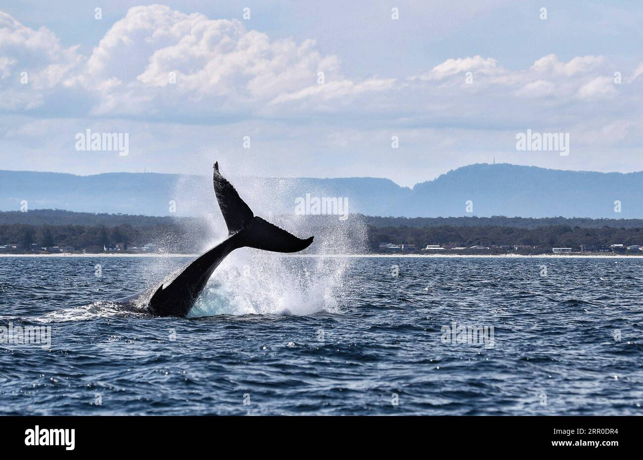 Entertainment Bilder des Tages 200810 -- SYDNEY, 10. Aug. 2020 Xinhua -- das am 12. November 2017 aufgenommene Foto zeigt einen Buckelwal in Jervis Bay, New South Wales, Australien. Für ein kürzlich veröffentlichtes Forschungsprojekt sammelten und analysierten Wissenschaftler der University of New South Wales UNSW Proben von Walrocken aus ihrem Schlag, der dem Schleim einer menschlichen Nase ähnelt. Sie fanden heraus, dass wie beim Menschen die mikrobielle Vielfalt und der Reichtum in den Atemwegen der Wale mit dem allgemeinen Gesundheitszustand des Wirts in Verbindung gebracht wurden. ZU GEHEN MIT: Australische Forschung verbindet Wal-Rotz mit seinem Gesundheitszustand Xi Stockfoto