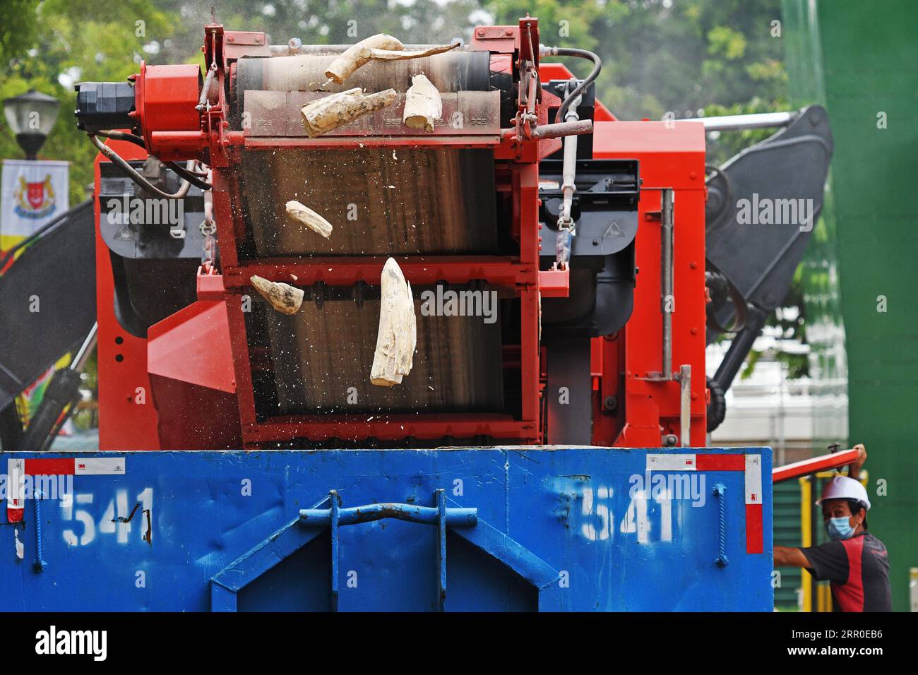 200811 -- SINGAPUR, 11. August 2020 Xinhua -- Bits und Stücke von Elfenbeinschutt fliegen in der zweiten Stufe der Zerquetschung aus dem Förderband des Brechers, während der Aktivitäten zum Gedenken an den Weltelfentag, das am 12. August 2020 in einem der Einrichtungen des Singapore National Parks Board NParks in Singapur liegt. NParks zerschmetterte 9 Tonnen Elfenbein, im Wert von 18 Millionen Singapur-Dollar etwa 13,1 Millionen US-Dollar, die meisten davon wurden am 21. Juli 2019 während der größten Beschlagnahme von Elfenbein in Singapur beschlagnahmt. Xinhua/dann Chih Wey SINGAPUR-WELTELEFANT Stockfoto