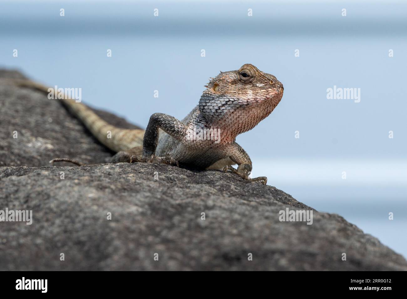 Chamäleon sonnt sich in der Sonne, Insel Mauritius Stockfoto