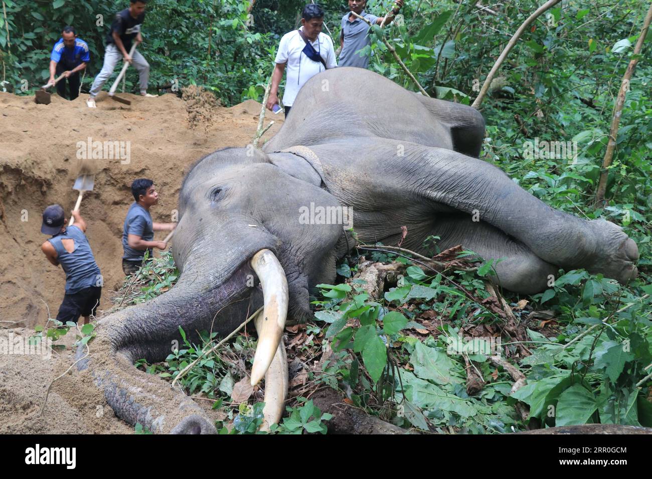 200814 -- ACEH, 14. August 2020 -- Beamte der Aceh Natural Resources Conservation Agency BKSDA graben den Boden, um die Leiche eines 34-jährigen männlichen Sumatra-Elefanten zu begraben, nachdem er tot in Aceh, Indonesien, am 13. August 2020 gefunden wurde. Foto von /Xinhua INDONESIA-ACEH-SUMATRAN ELEPHANT-DEAD BODY Fulham PUBLICATIONxNOTxINxCHN Stockfoto