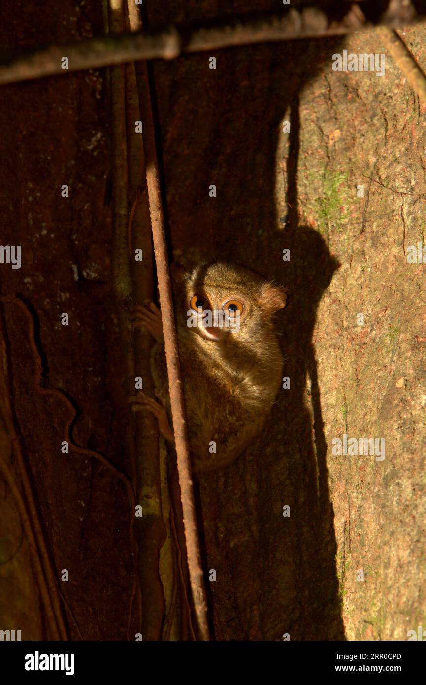 Der Spektraltarsier eines Gurskys (Tarsius spectrumgurskyae), auch Tarsius Spectrum oder Tarsius tarsier genannt, wird auf seinem Nistbaum im Tangkoko Nature Reserve, Nord-Sulawesi, Indonesien, fotografiert. Der Klimawandel kann das Verhalten und den Fortpflanzungszyklus dieser Primatenart schrittweise verändern und gleichzeitig ihre Habitateignung verringern. Ein kürzlich erschienener Bericht ergab, dass die Temperatur im Tangkoko-Wald zunimmt. Ohne die Erwärmungstemperatur haben Primaten der Welt bereits unter dem zunehmenden anthropogenen Druck gelitten, was dazu führte, dass bis zu 93 % der Arten... Stockfoto