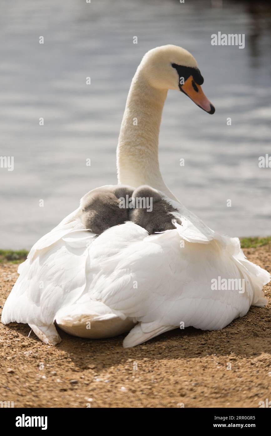 Ein ausgewachsener Schwan, der seine jungen Cygnets in einem friedlichen natürlichen Lebensraum am Ufer schützt und pflegt Stockfoto