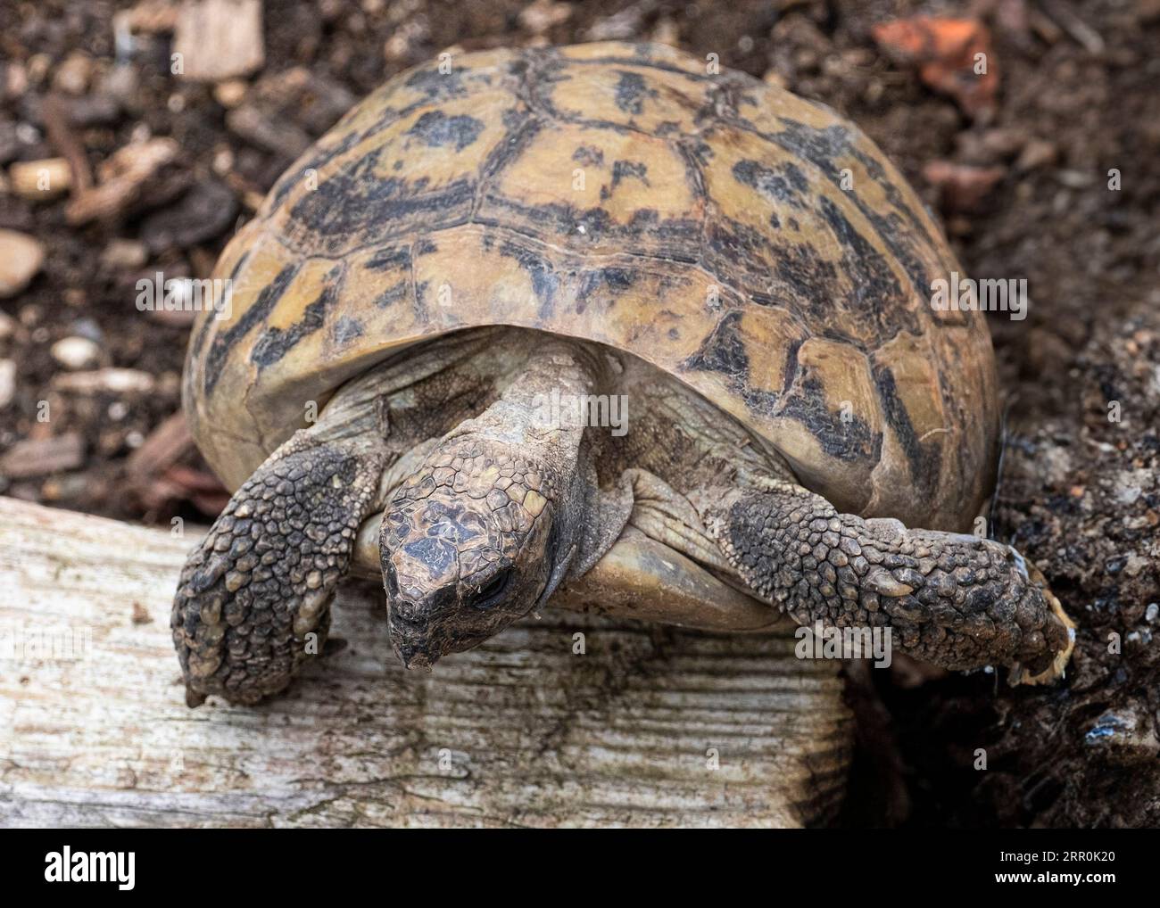 Eine entschlossene Schildkröte klettert langsam über ein Stück Holz Stockfoto