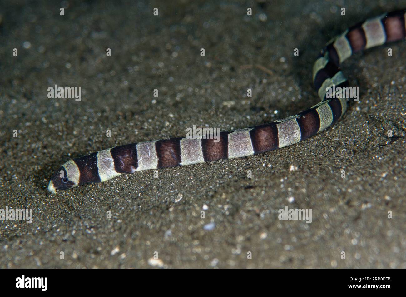 Banded Snake Ael, Myrichthys Colubrinus, auf Sand, Sagea Jetty Tauchplatz, WEDA, Halmahera, North Maluku, Indonesien, Halmahera-Meer Stockfoto