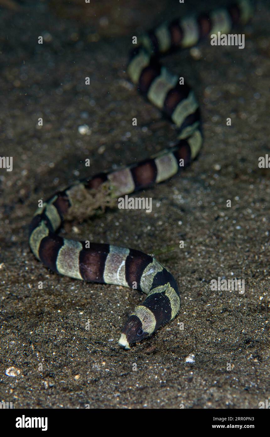 Banded Snake Ael, Myrichthys Colubrinus, auf Sand, Sagea Jetty Tauchplatz, WEDA, Halmahera, North Maluku, Indonesien, Halmahera-Meer Stockfoto