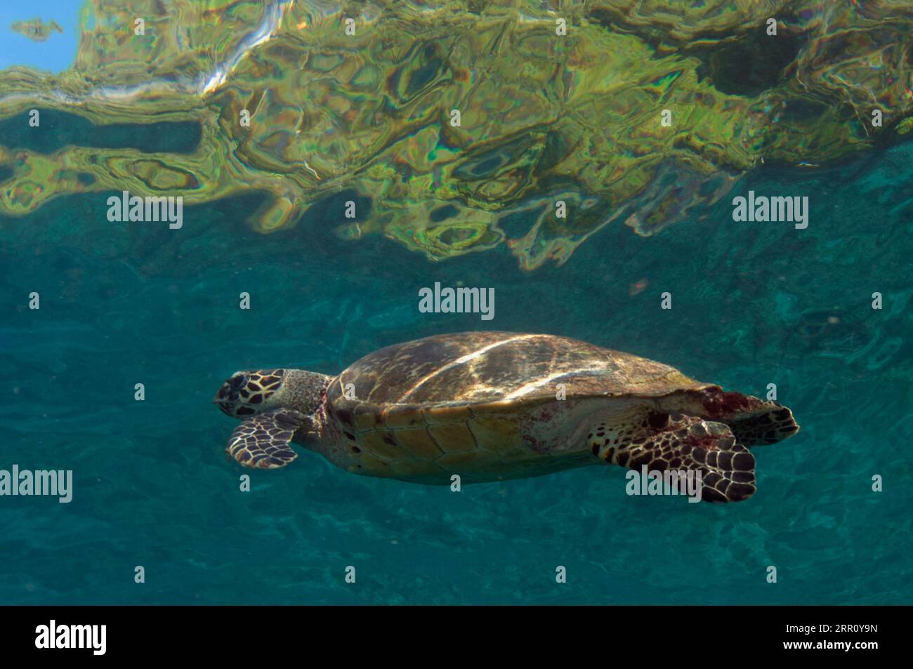 Karettschildkröte, Eretmochelys imbricata, als kritisch gefährdet eingestuft, kommt an die Oberfläche, um Luft zu atmen, Tauchplatz Kap, Dampier Strait, Ra Stockfoto