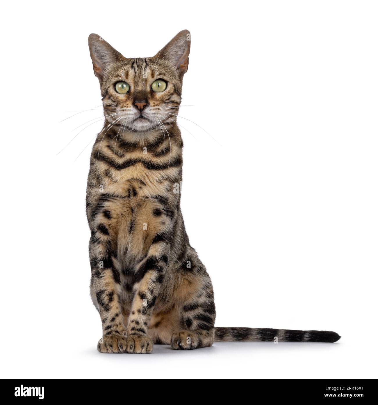 Majestätische Erwachsene, schwarze, tabbygefleckte bengalische Katze, sitzend nach vorne. Blick auf die Kamera. Isoliert auf weißem Hintergrund. Stockfoto