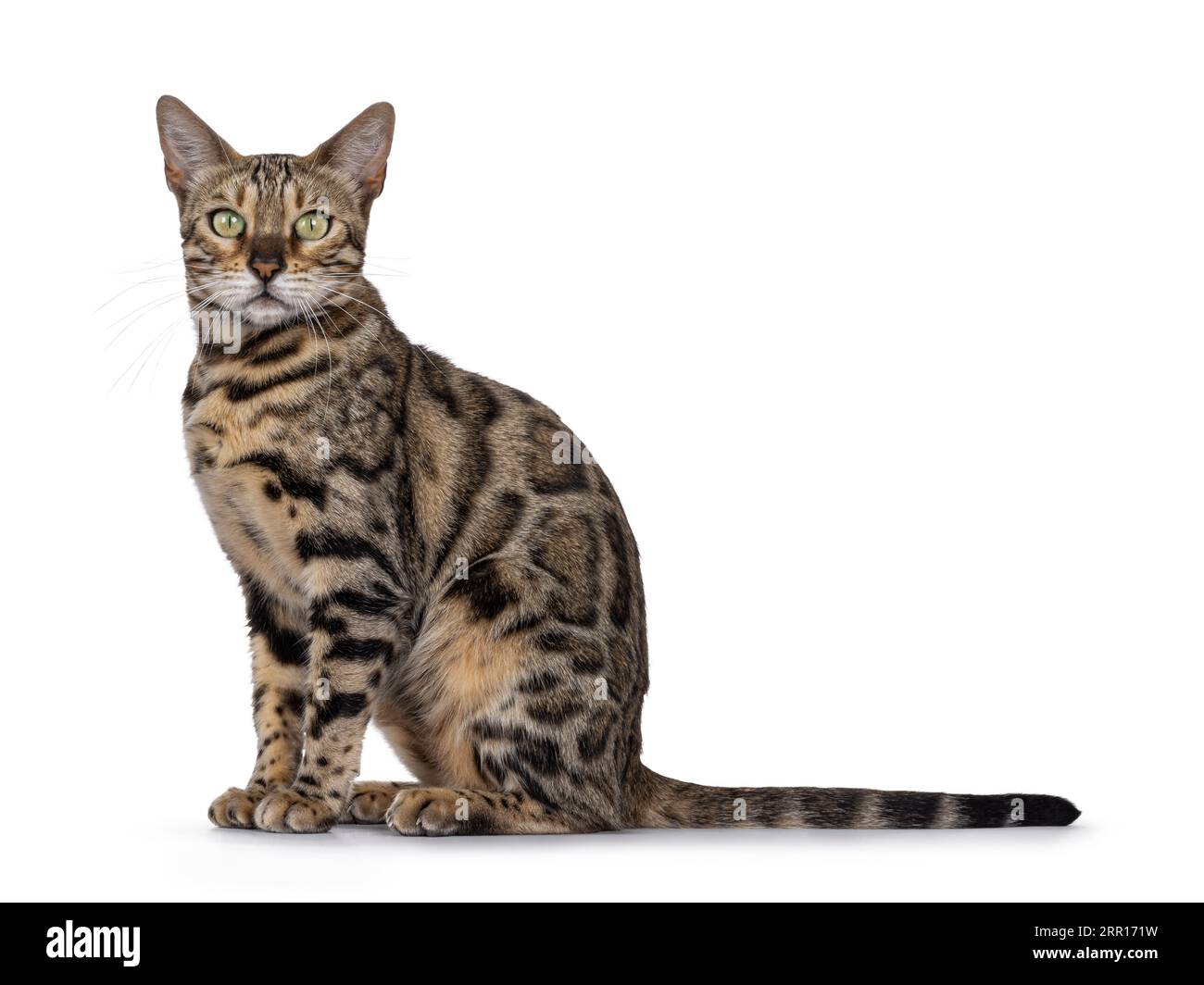 Majestätische Erwachsene, schwarze, tabbygefleckte bengalische Katze, die seitlich sitzt. Blick auf die Kamera. Isoliert auf weißem Hintergrund. Stockfoto