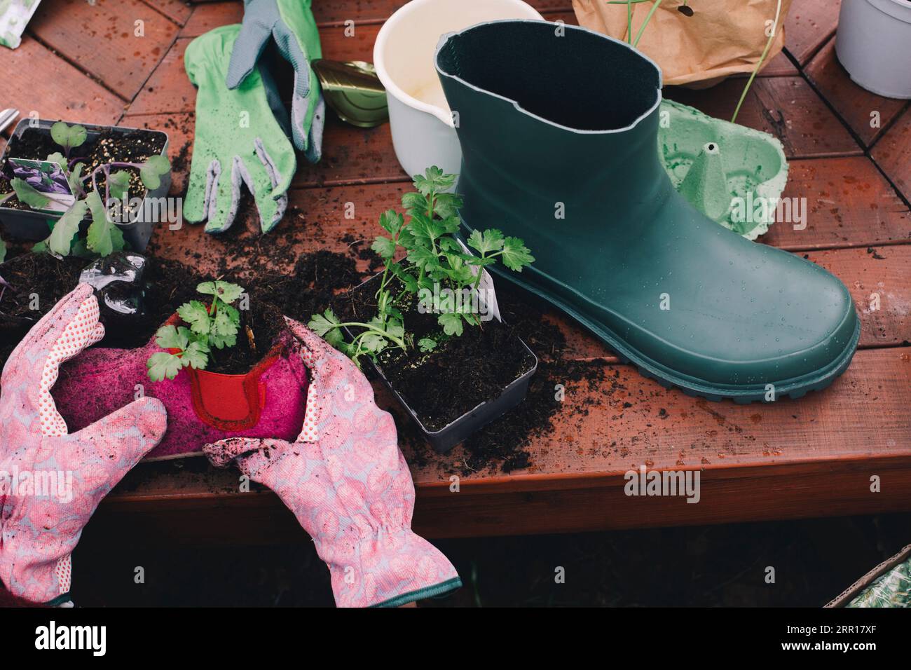 Schnittbild einer Frau, die in einen alten Schuh pflanzt Stockfoto
