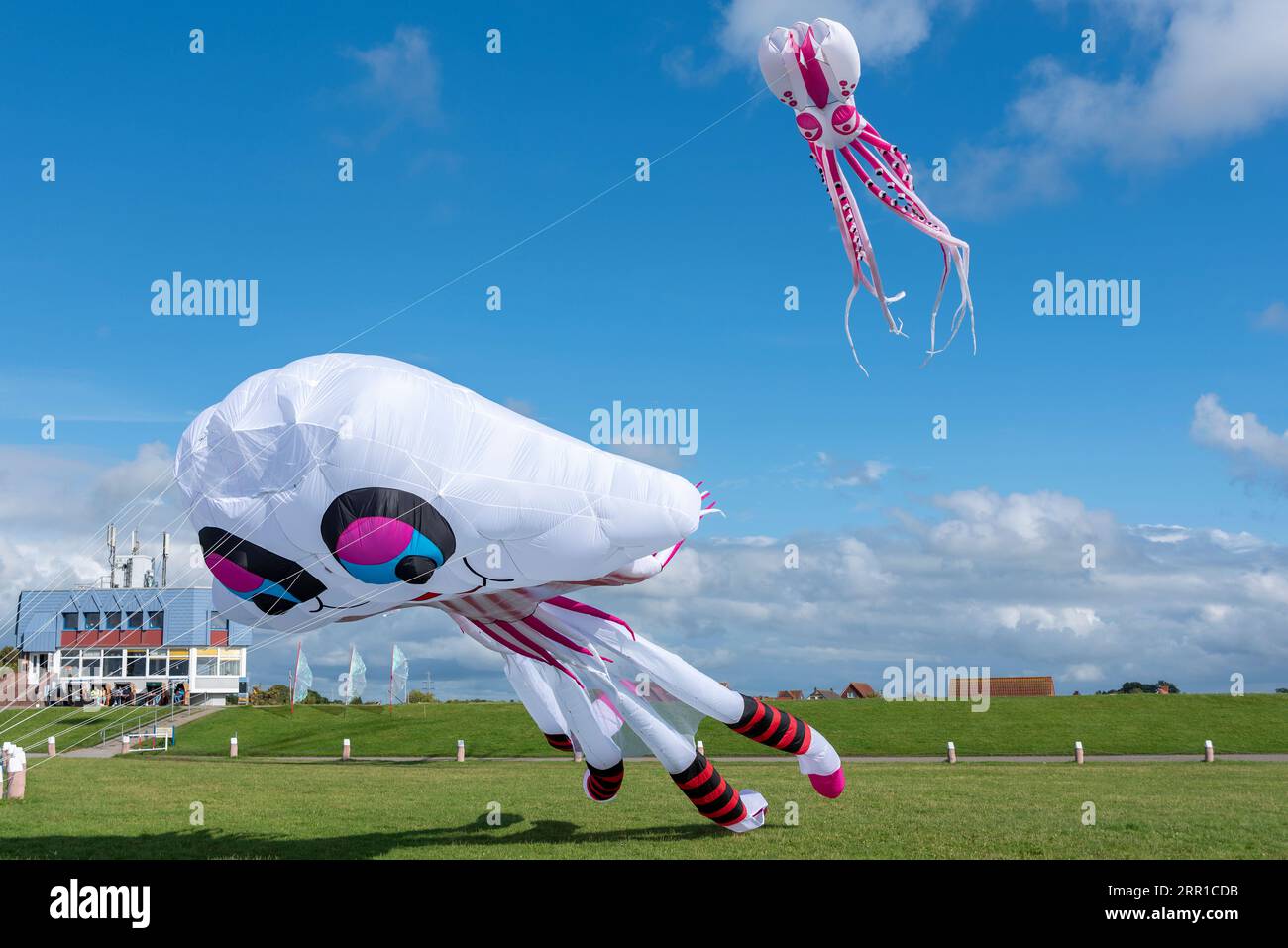 Kites auf der sogenannten Drachenwiese, Norddeich, Niedersachsen, Deutschland, Europa Stockfoto
