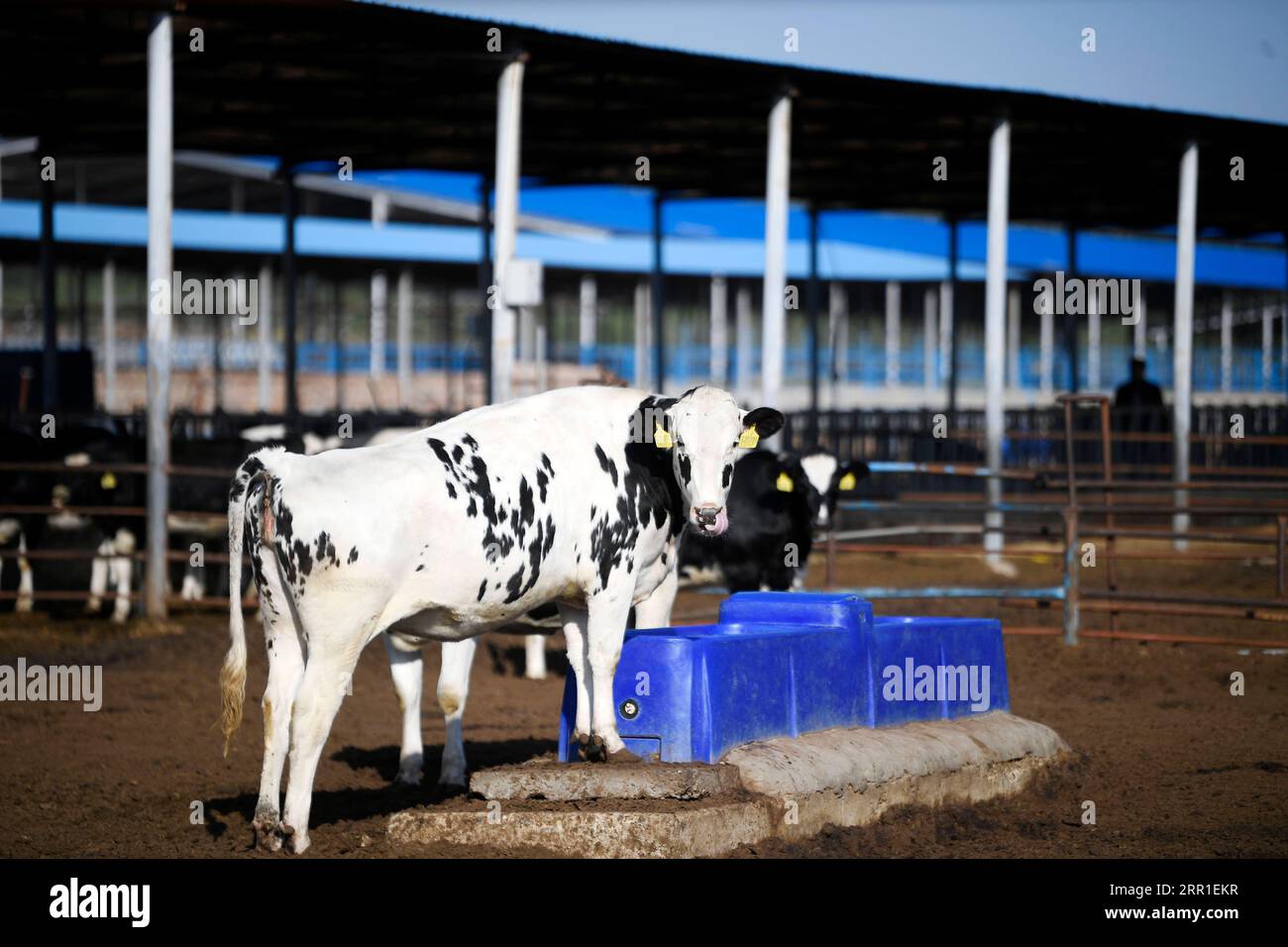 200915 -- ZHONGWEI, 15. September 2020 -- Kühe trinken Wasser in einer Brutstätte der Musha Ranch in Zhongwei, Nordwestchina Ningxia Hui Autonomous Region, 14. September 2020. Zhongwei, eine Stadt in der Nähe der Tengger Wüste, war in der Geschichte von Sand und Wind heimgesucht worden. Seit Jahren sucht die Stadt nach einer Methode, um die Wüste zu nutzen und zu nutzen. In den letzten sieben Jahren verwandelte die Musha Ranch in Zhongwei 10.000 über 666,67 Hektar Wüste durch Zuchtkühe erfolgreich in eine Maispflanzenbasis. Die Ranch nutzt zum einen das trockene Klima Stockfoto