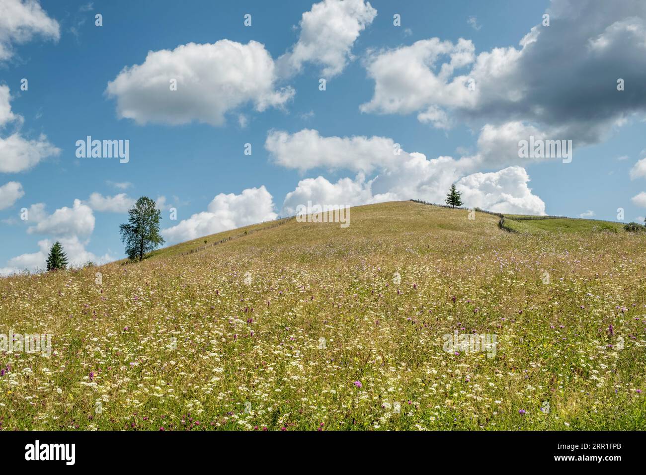 Wildblumen auf Feldern in der Nähe von Moldovița, Bucovina, Nordrumänien, wo das Heu von Hand geschnitten wird und keine Herbizide verwendet werden - Sommer Stockfoto