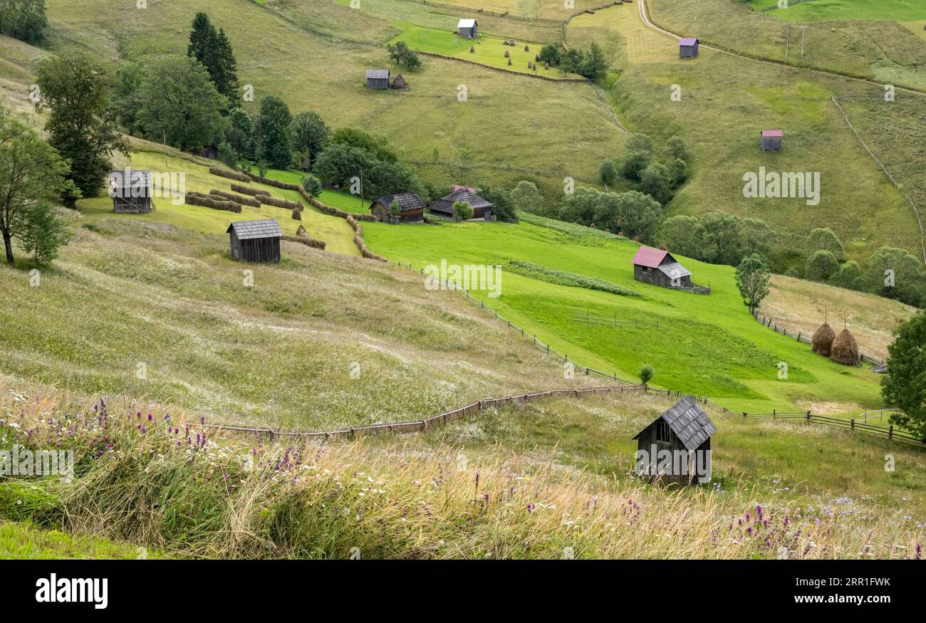 Wildblumen auf Feldern in der Nähe von Moldovița, Bucovina, Nordrumänien, wo das Heu von Hand geschnitten wird und keine Herbizide verwendet werden - Sommer Stockfoto