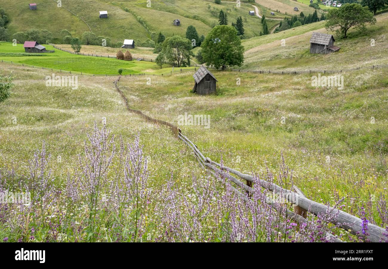 Wildblumen auf Feldern in der Nähe von Moldovița, Bucovina, Nordrumänien, wo das Heu von Hand geschnitten wird und keine Herbizide verwendet werden - Sommer Stockfoto