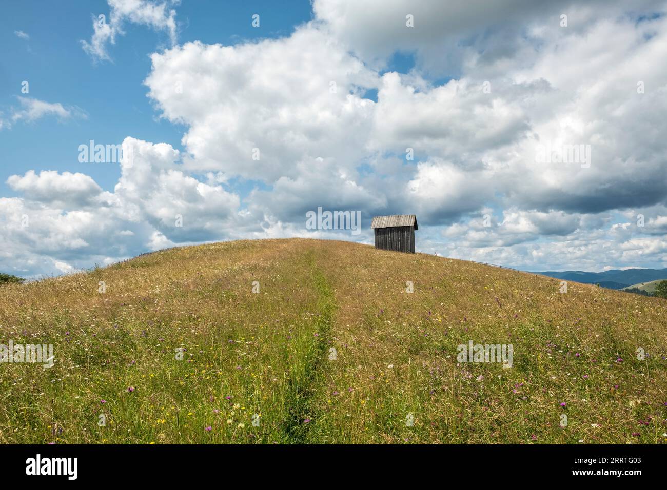 Wildblumen auf Feldern in der Nähe von Moldovița, Bucovina, Nordrumänien, wo das Heu von Hand geschnitten wird und keine Herbizide verwendet werden - Sommer Stockfoto