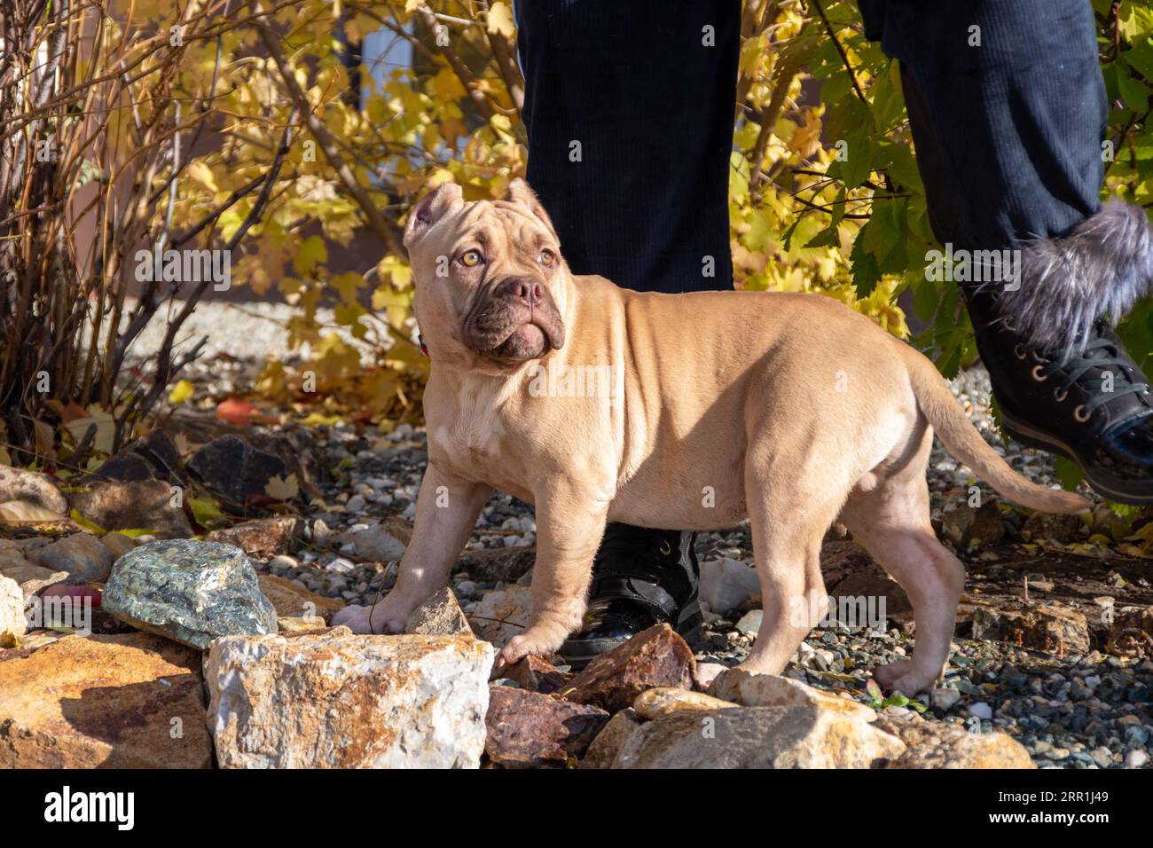 Porträt eines amerikanischen Bully-Welpen, der neben dem Besitzer, Züchter, Betreuer sitzt. Herbstspaziergang mit einem Hund auf der Straße. Hundegehorsamstraining. Stockfoto
