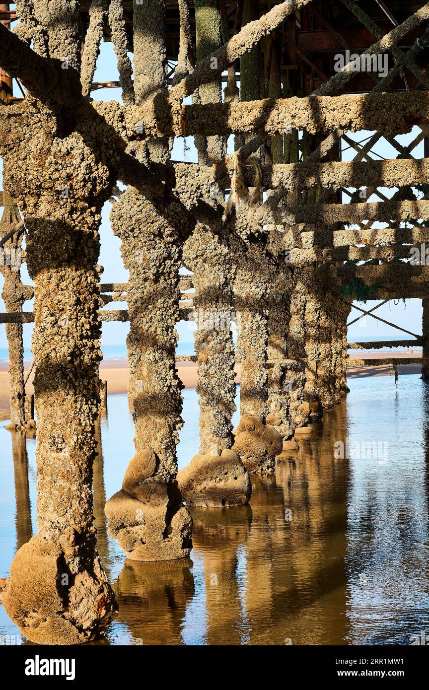 Barnacles bedeckten die Beine des Piers in der frühen Morgensonne Stockfoto