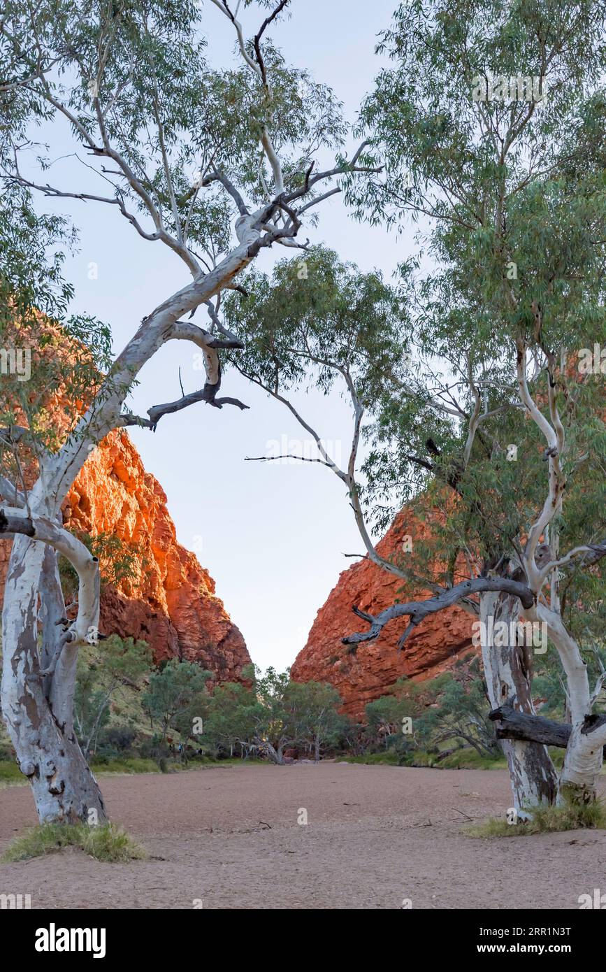 Am frühen Morgen in Simpsons Gap (Rungutjirpa) im Northern Territory (NT), 23 km von Alice Springs (Mparntwe) in Zentralaustralien Stockfoto