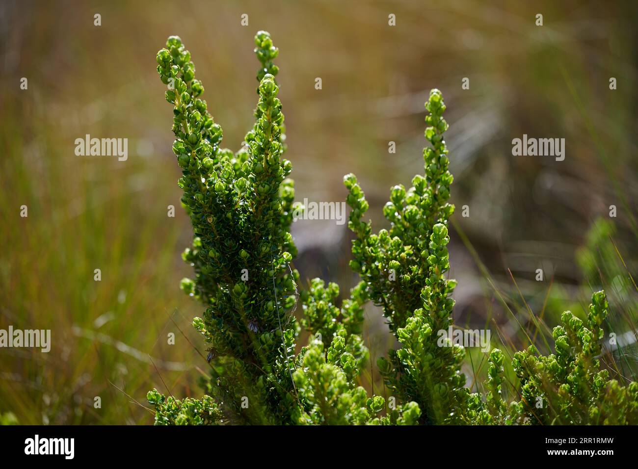 Frisches grünes Kraut, das auf dem Feld vor verschwommenem Hintergrund mit Sonnenlicht im ökologischen Reservat Ecuador wächst Stockfoto