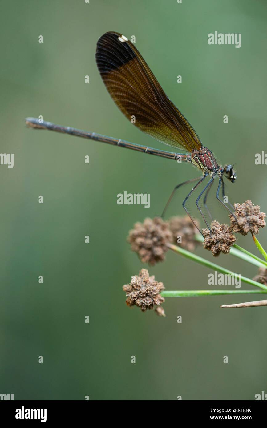 Selektiver Fokus einer wilden Drachenfliege mit braunen Flügeln, die im Sommer auf einer kleinen violetten Blume auf dem Land sitzen Stockfoto