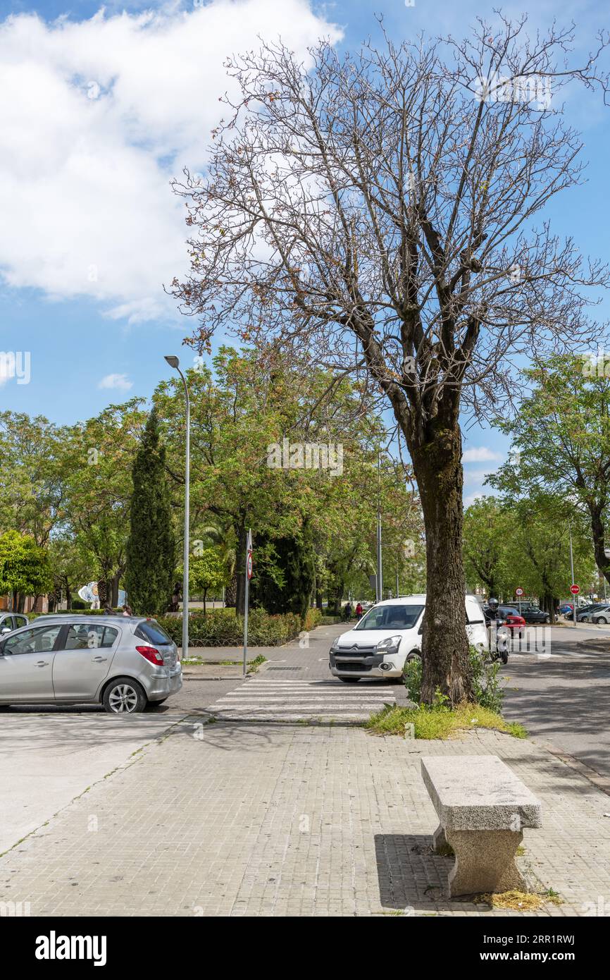 Stadtstraße mit Autos, die neben Gärten mit Hecken und großen Bäumen und einem Zementsitz geparkt sind Stockfoto