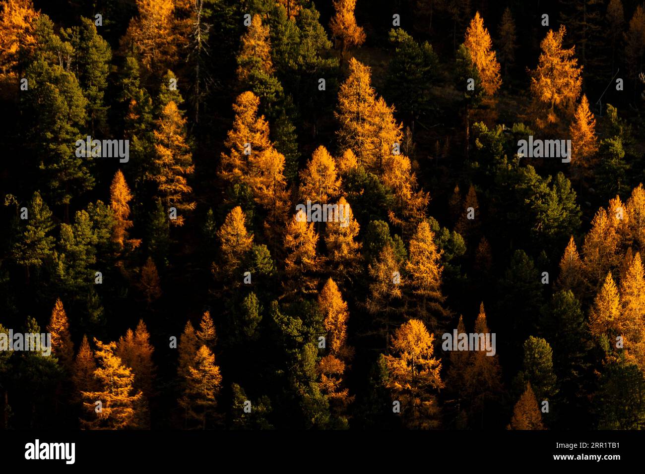 Panoramaaussicht auf Nadelbäume, die im Herbst in der Schweiz im Wald wachsen Stockfoto