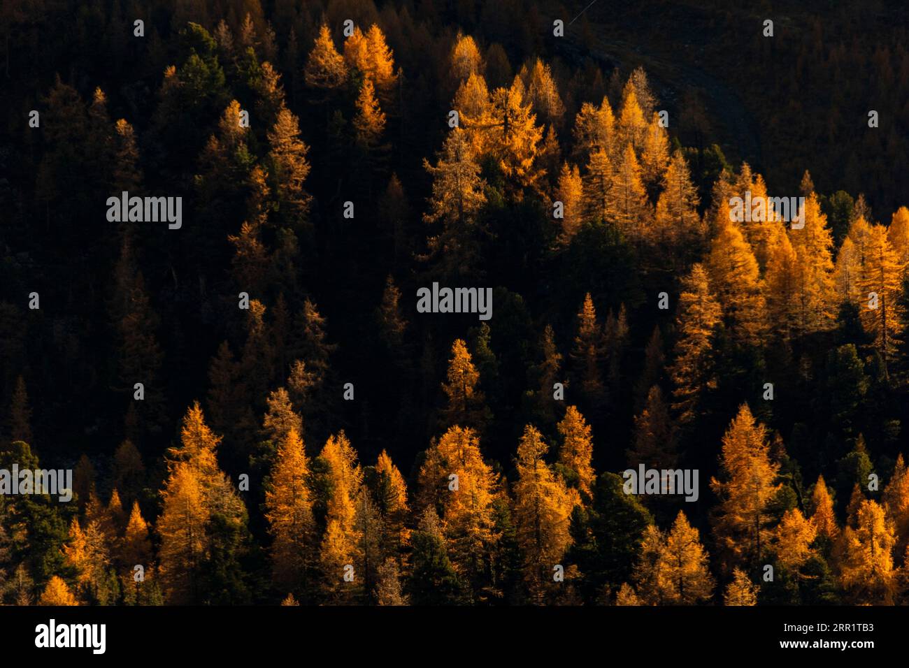 Panoramaaussicht auf Nadelbäume, die im Herbst in der Schweiz im Wald wachsen Stockfoto