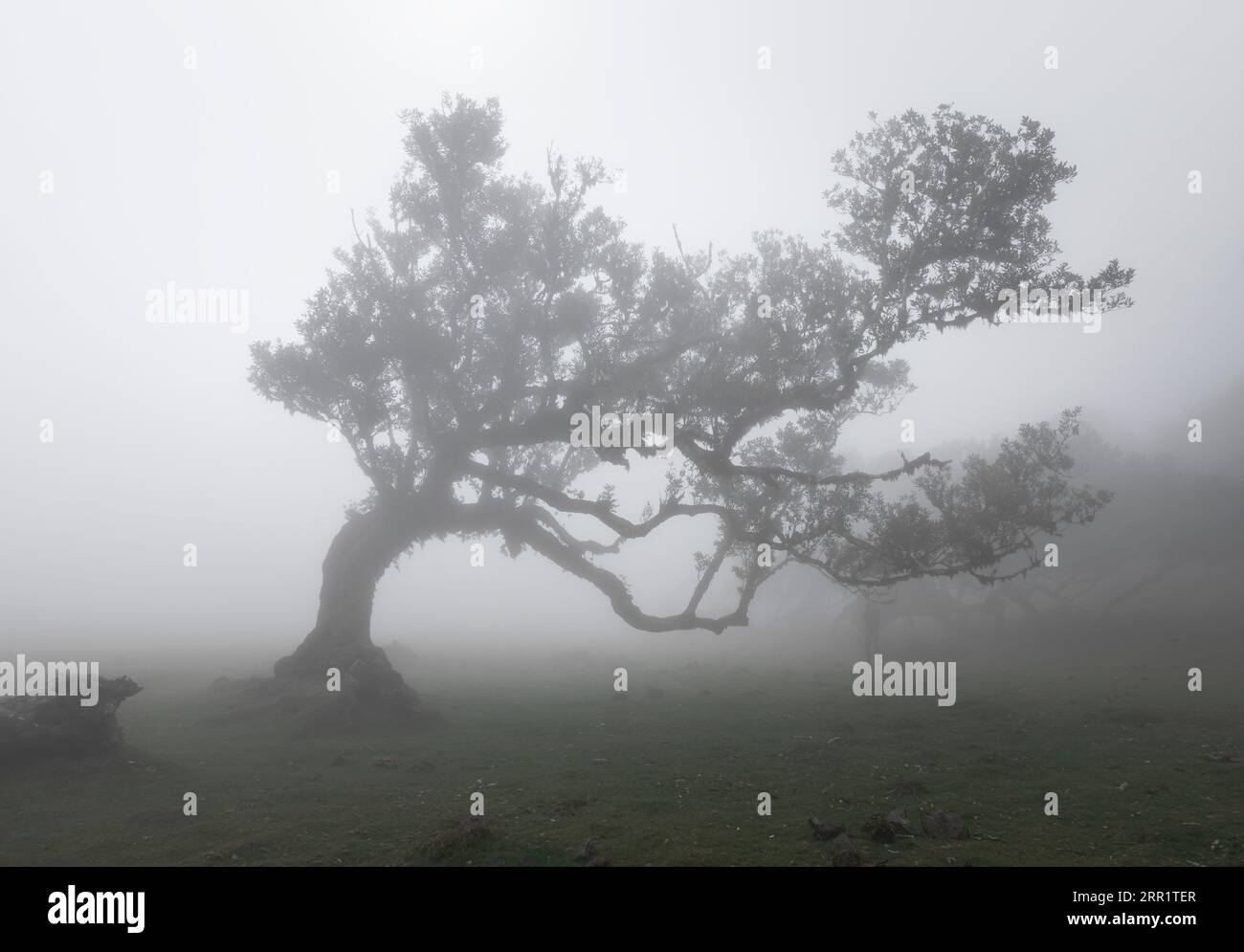Erstaunlicher Blick auf den Fanal-Wald sichtbare einsame grüne Bäume umgeben von dichtem Nebel während der Morgenzeit auf der grasbewachsenen Landschaft von Madeira Island Portugal Agai Stockfoto