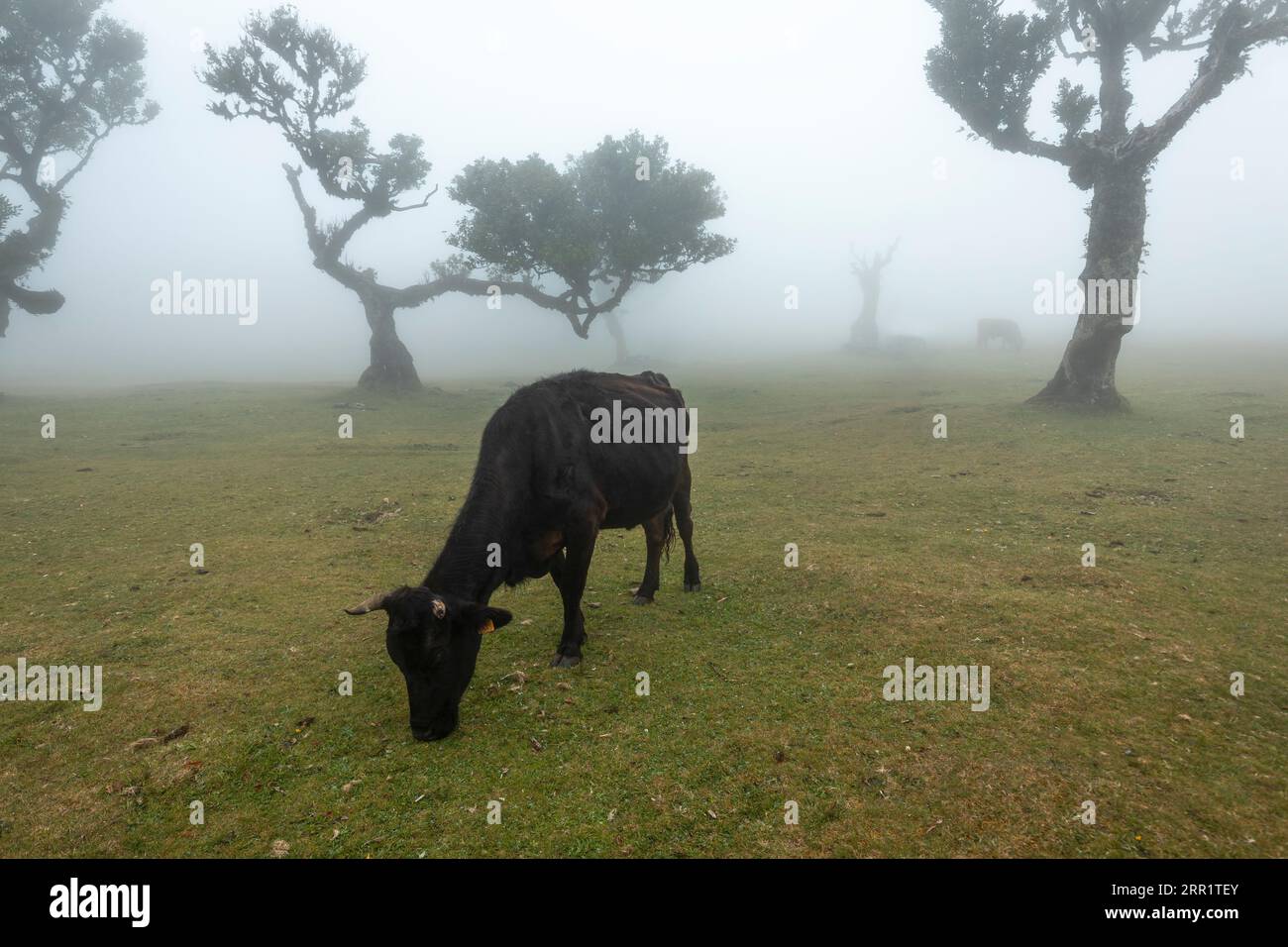 Schwarze Hauskuh mit Hörnern, die auf einer grünen Graswiese mit Bäumen des Fanal-Waldes von Madeira Island Portugal in nebeliger Morgenzeit bei Tageslicht agai weiden Stockfoto