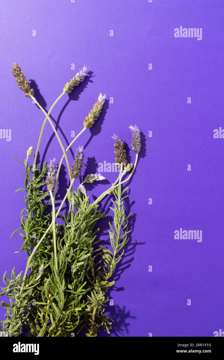 Vertikales Bild von violetten Lavendelblüten und Kopierraum auf violettem Hintergrund Stockfoto