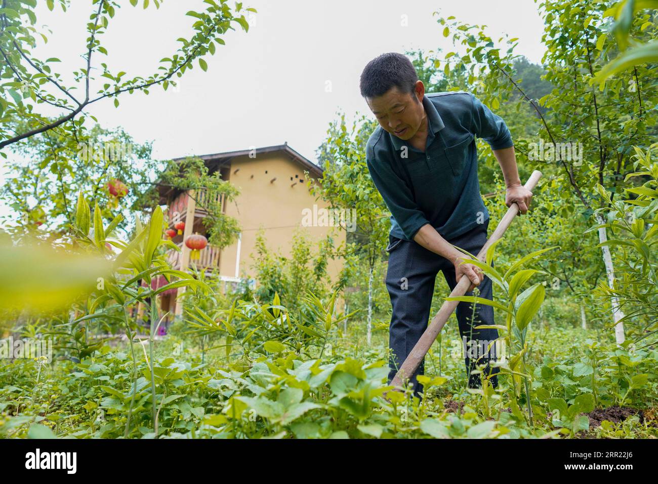 200929 -- SHIZHU, 29. September 2020 -- Chen Peng, ein Dorfbewohner aus einem verarmten Haushalt, bewirtschaftet ein vertraglich vereinbartes Seeteufelfeld im Dorf Huaxi der Gemeinde Zhongyi, Autonomous County Shizhu Tujia, südwestchinesische Gemeinde Chongqing, 8. Mai 2020. Zhongyi Township in Chongqing hatte eine hohe Armutsquote aufgrund schlechter Bodenqualität und unbequemer Transporte in einem bergigen Gelände. Vor 2018 gingen mehr als 60 Prozent der Arbeitskräfte im Dorf Huaxi in andere Städte, um ihren Lebensunterhalt zu verdienen, was fast 60 Prozent des Ackerlandes unbewirtschaftet ließ. Aber die Bemühungen zur Armutsbekämpfung begannen zu brechen Stockfoto