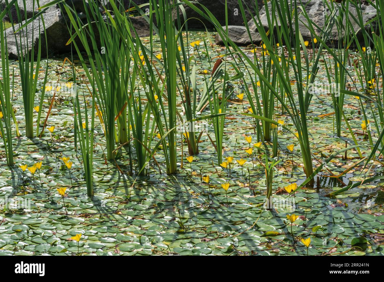 Die Oberfläche des Teichs ist mit Seggen und gelben Seerosen bewachsen Stockfoto