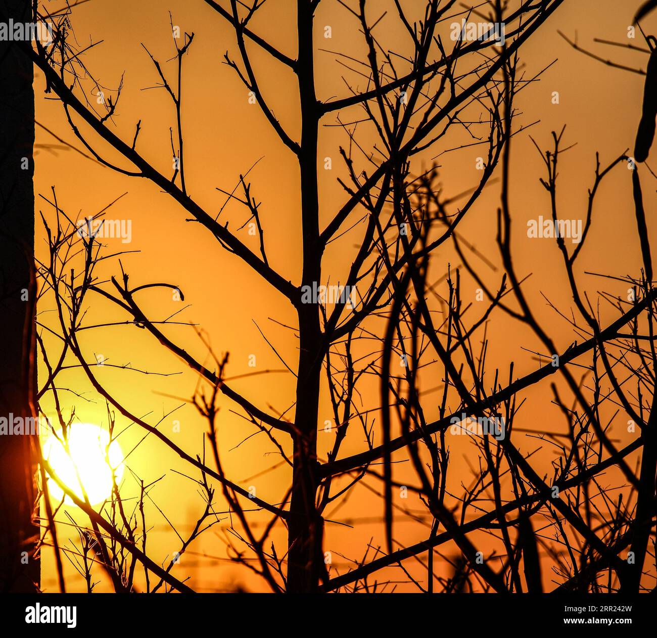 Schwarze Äste mit Silhouette stehen in starkem Kontrast zu einem leuchtenden Sonnenuntergang. Stockfoto