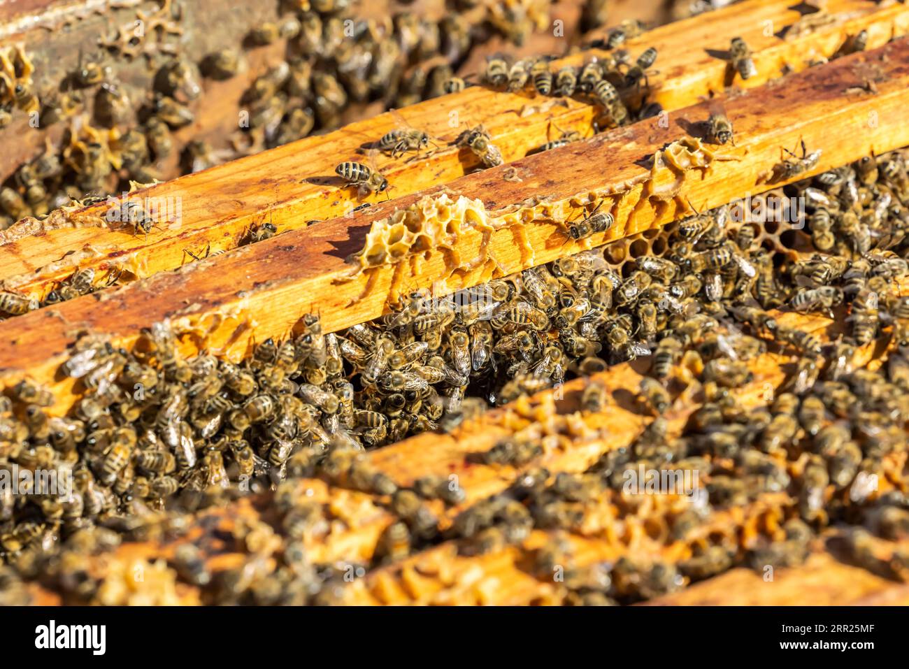Bienen in einer Bienenkiste, Bienenbuete, Tuerkheim, Baden-Württemberg, Deutschland Stockfoto