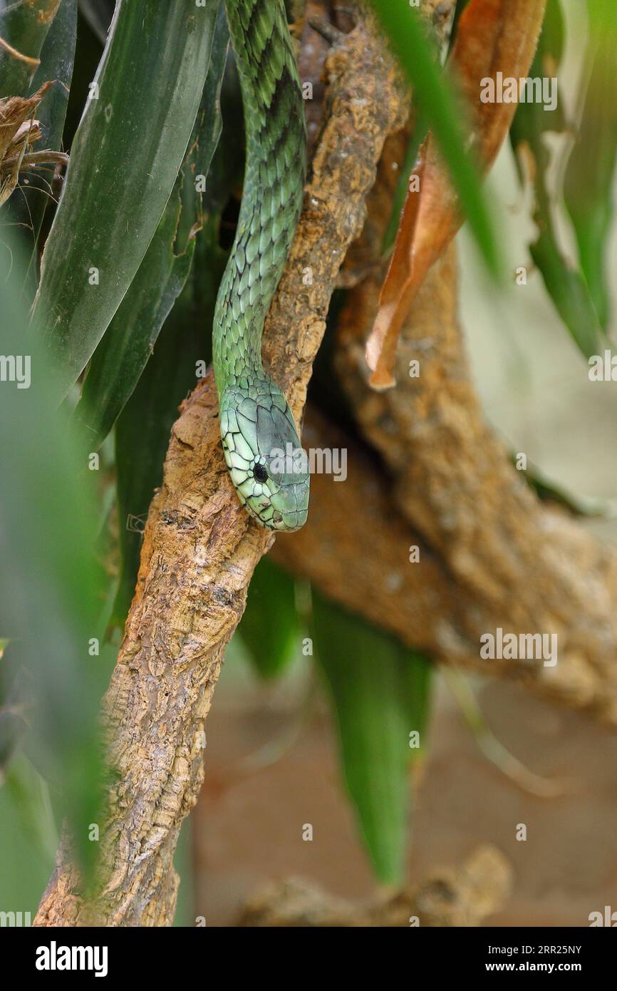 Grüne Mamba (Dendroaspis viridis), grüne Mamba, giftige Schlange, klettert in einem Baum, kommt in Afrika, Terrazoo, Nordrhein-Westfalen vor Stockfoto